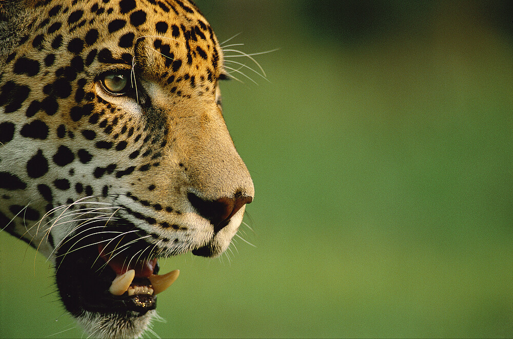 Estrategia Biocultural del Jaguar